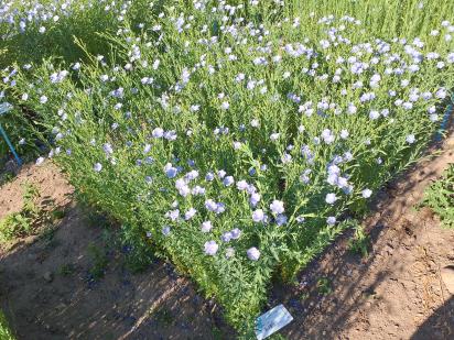 Click for 1 image(s) for this accession.